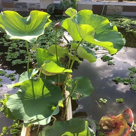 荷花2，魚塘區(qū)兩張荷花中第一張刪掉，第二張變第一張，這張是第二張.jpg